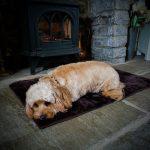 Sheepland Sheepskin Chocolate Pet Bed with dog sleeping on it