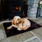 Sheepland Sheepskin Chocolate Pet Bed with beige dog curled up on it