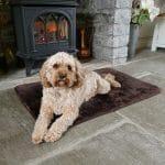 Sheepland Sheepskin Chocolate Pet Bed with dog lying on it