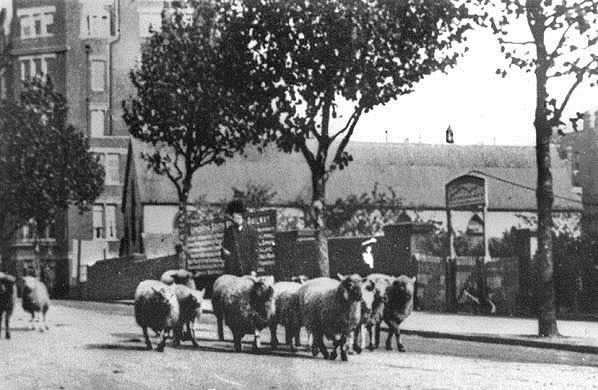 Sheepland Sheepskin Blog 09