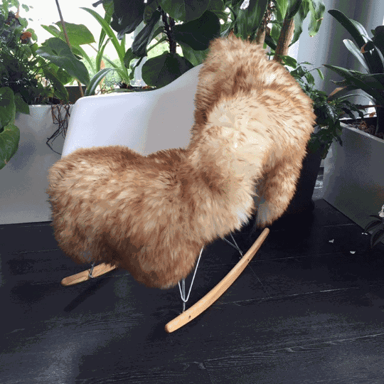 Single Wolf Tipped Long Fur Sheepskin Rug in Ivory and Brown on Rocking Chair