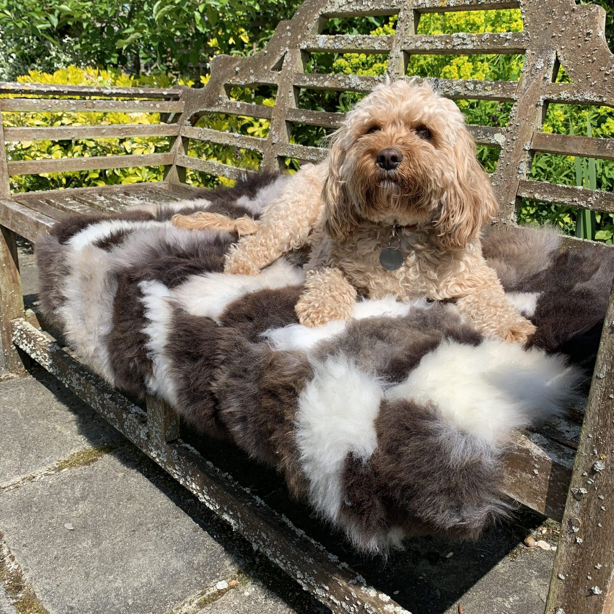 Sheepskin Pet Rugs Uk Bryont Blog
